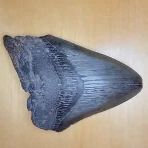 Very Rare Real Megalodon Sharks Tooth